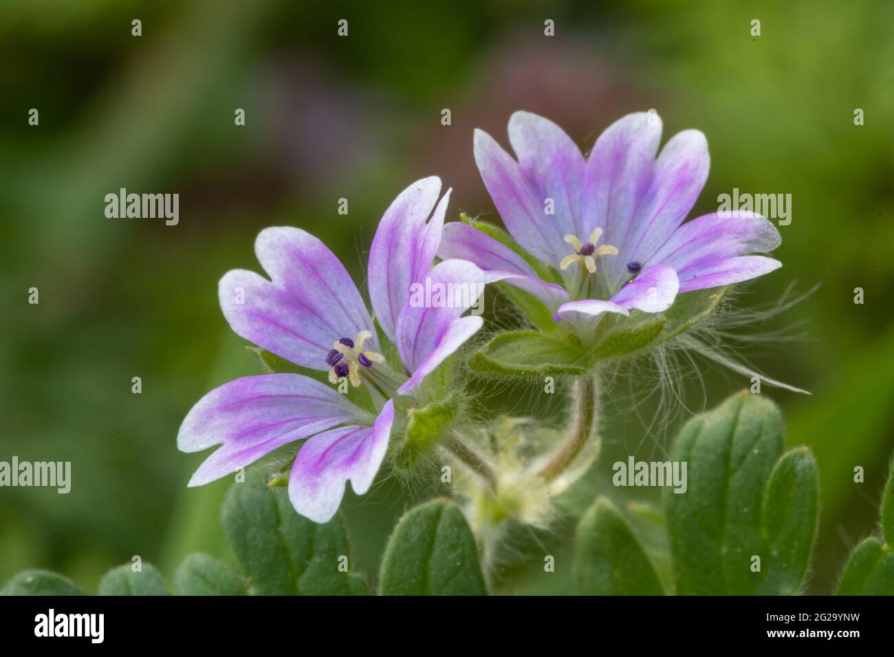 Doves foot cranesbill geranium molle hires stock photography and images Alamy