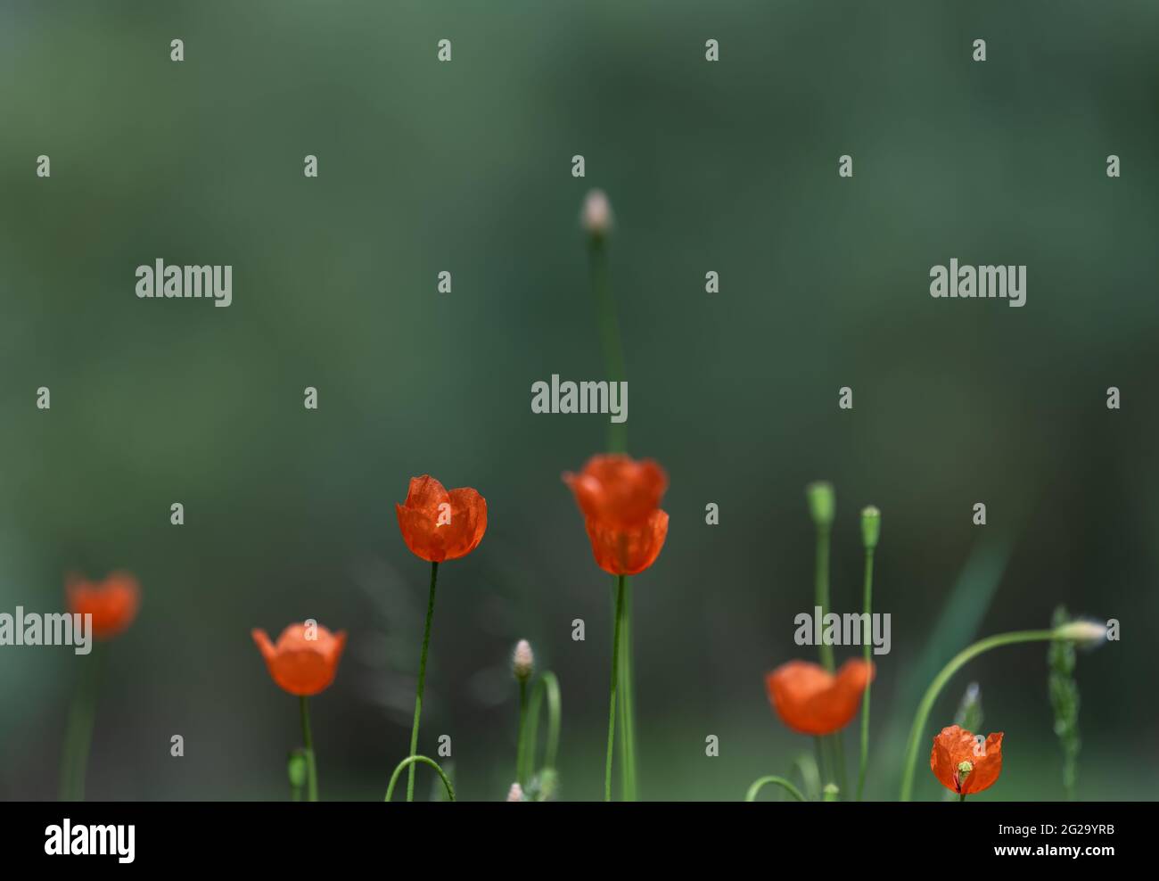 Blossom poppy flower hi-res stock photography and images - Alamy