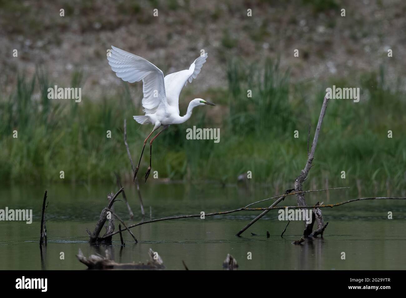 Great egret (Ardea alba) flying over wetland in natural habitat Stock Photo