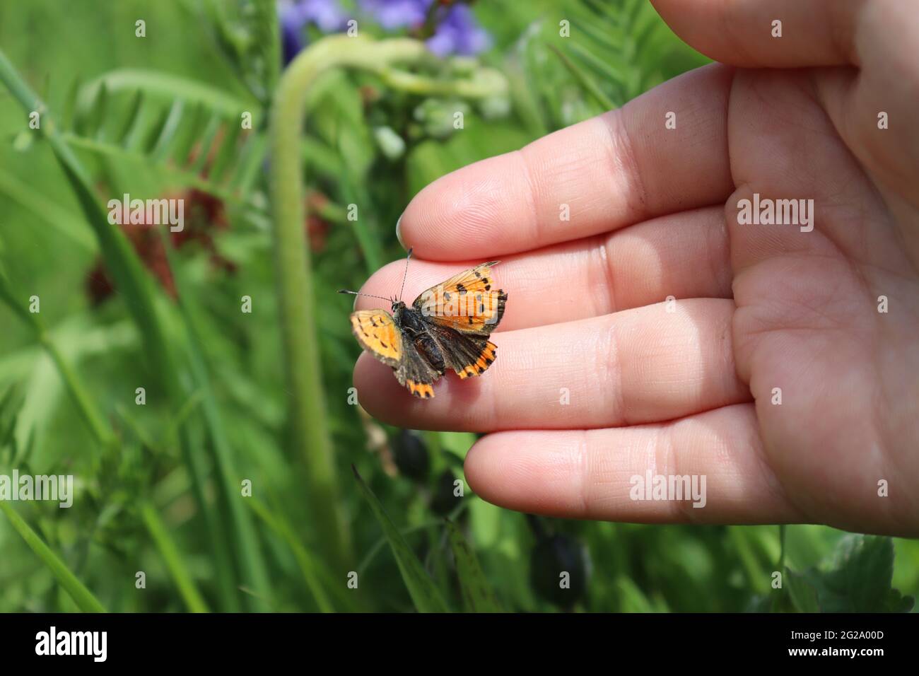 Child holding a Small Copper Butterfly Stock Photo