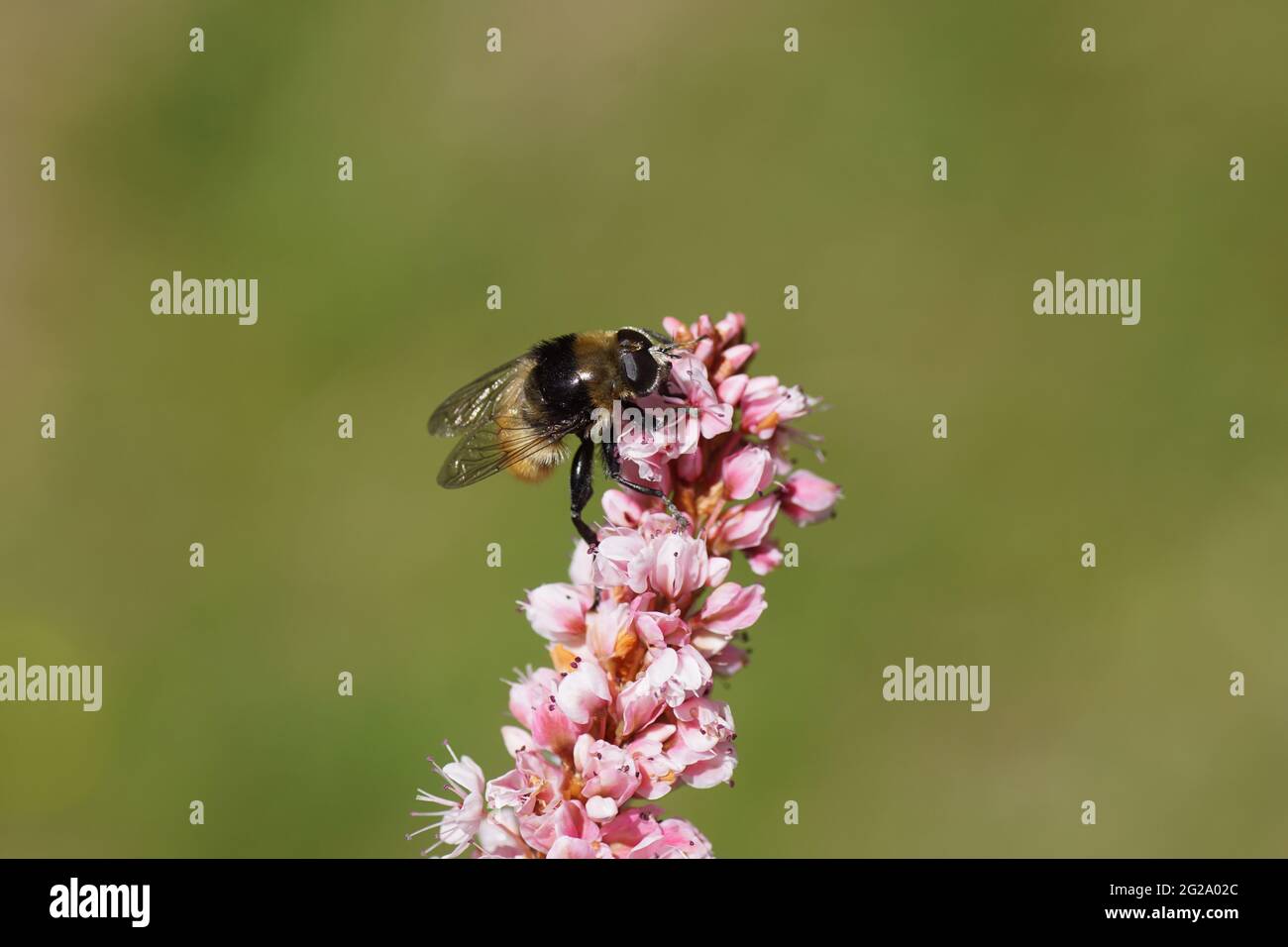 Narcissus bulb fly (Merodon equestris), family Syrphidae on a pink flower of Himalayan bistort (Bistorta affinis), family Polygonaceae. Spring, Dutch Stock Photo