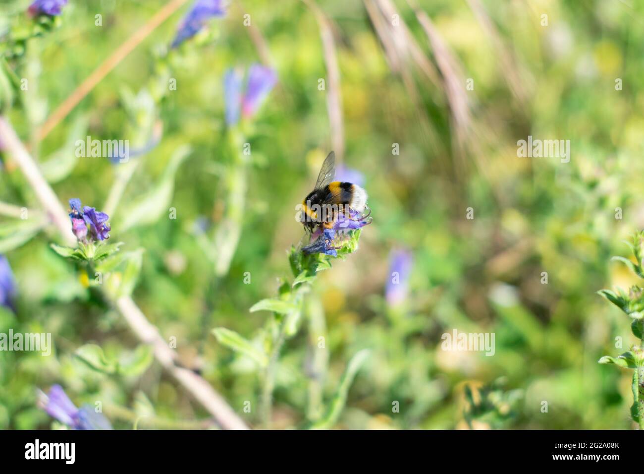 A bumblebee is any of over 250 species in the genus Bombus, part of Apidae, one of the bee families. This genus is the only extant group in the tribe Bombini Stock Photo