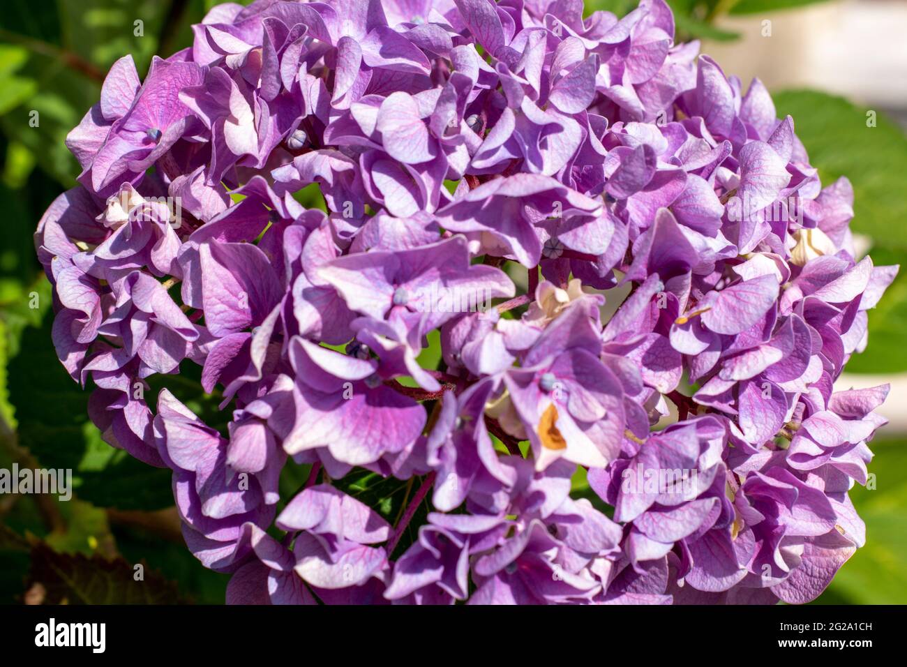 Hydrangea common names hydrangea or hortensia, is a genus of 70–75 species of flowering plants native to Asia and the Americas. Colors of nature. Stock Photo