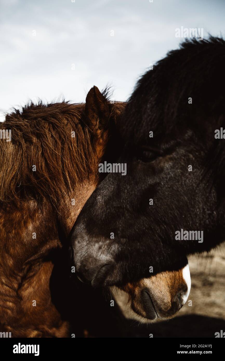 Beautiful horses grazing in valley Stock Photo