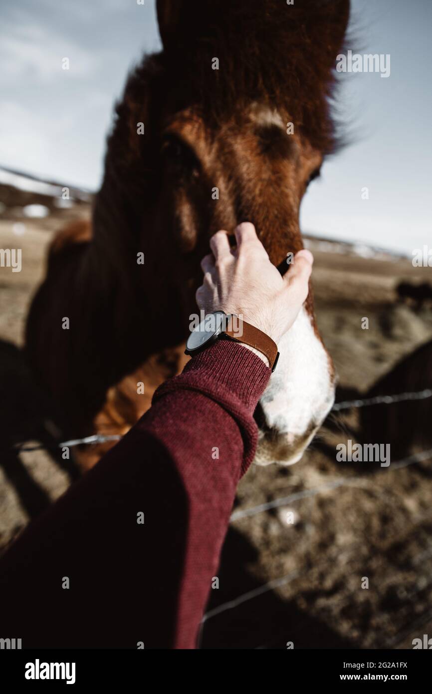 Crop hand petting horse Stock Photo Alamy