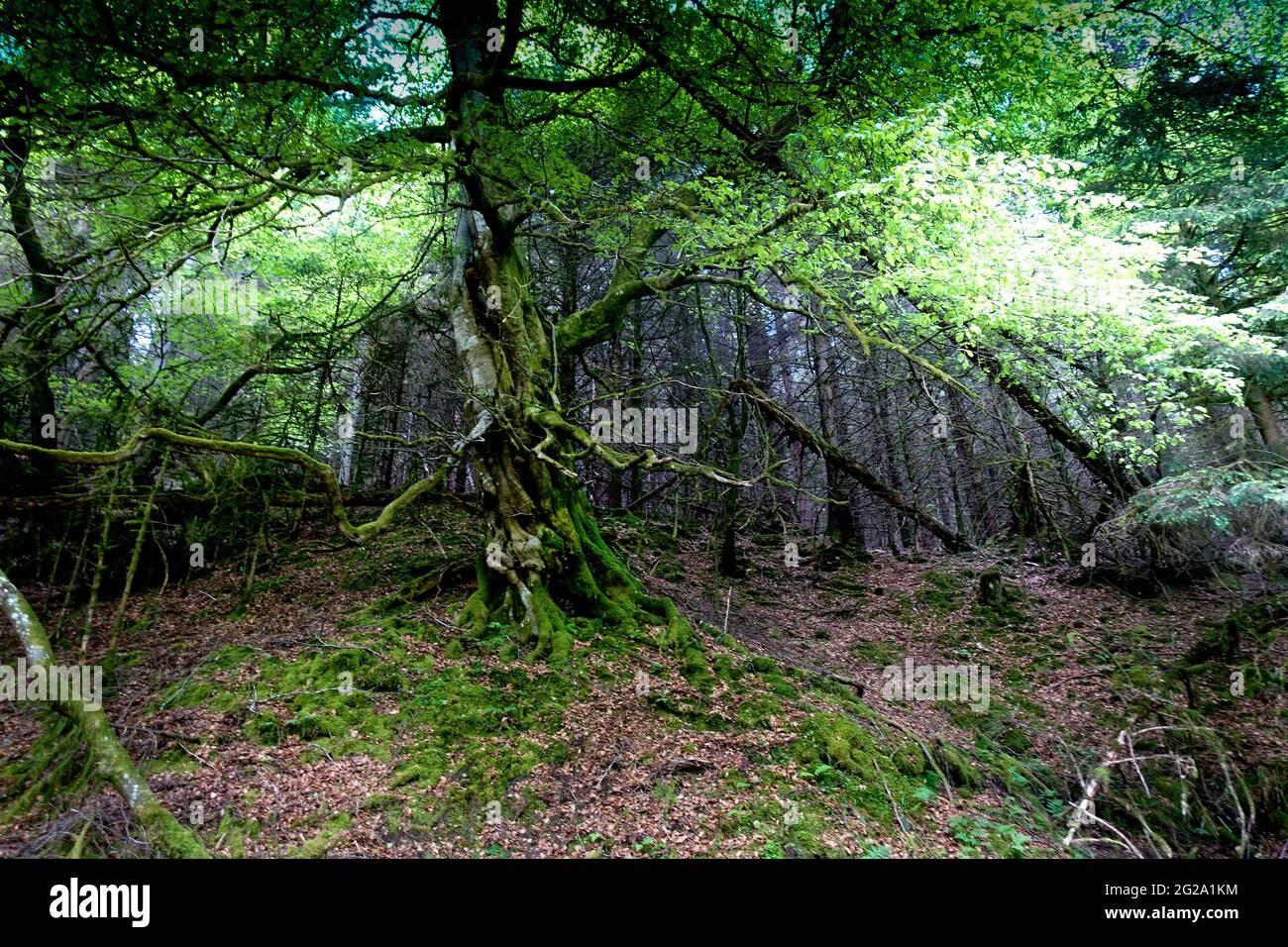 Glen of Drumtochty Forest Tree Stock Photo