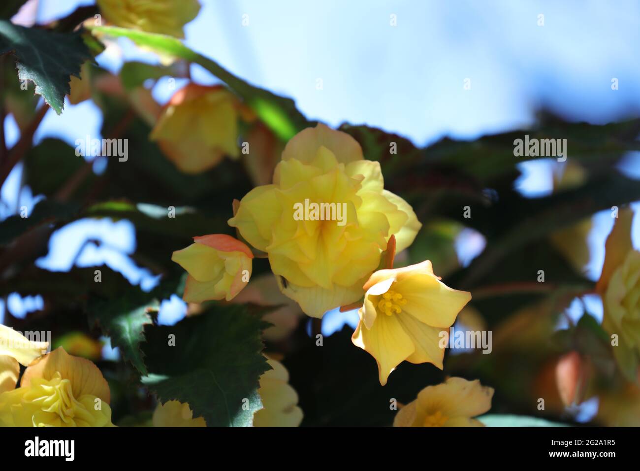 Double Apricot Begonia with yellow and peach flowers, blooming in the spring Stock Photo