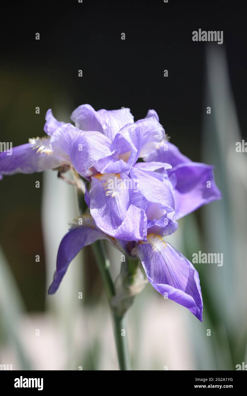 Light purple iris flowers blooming in the spring Stock Photo