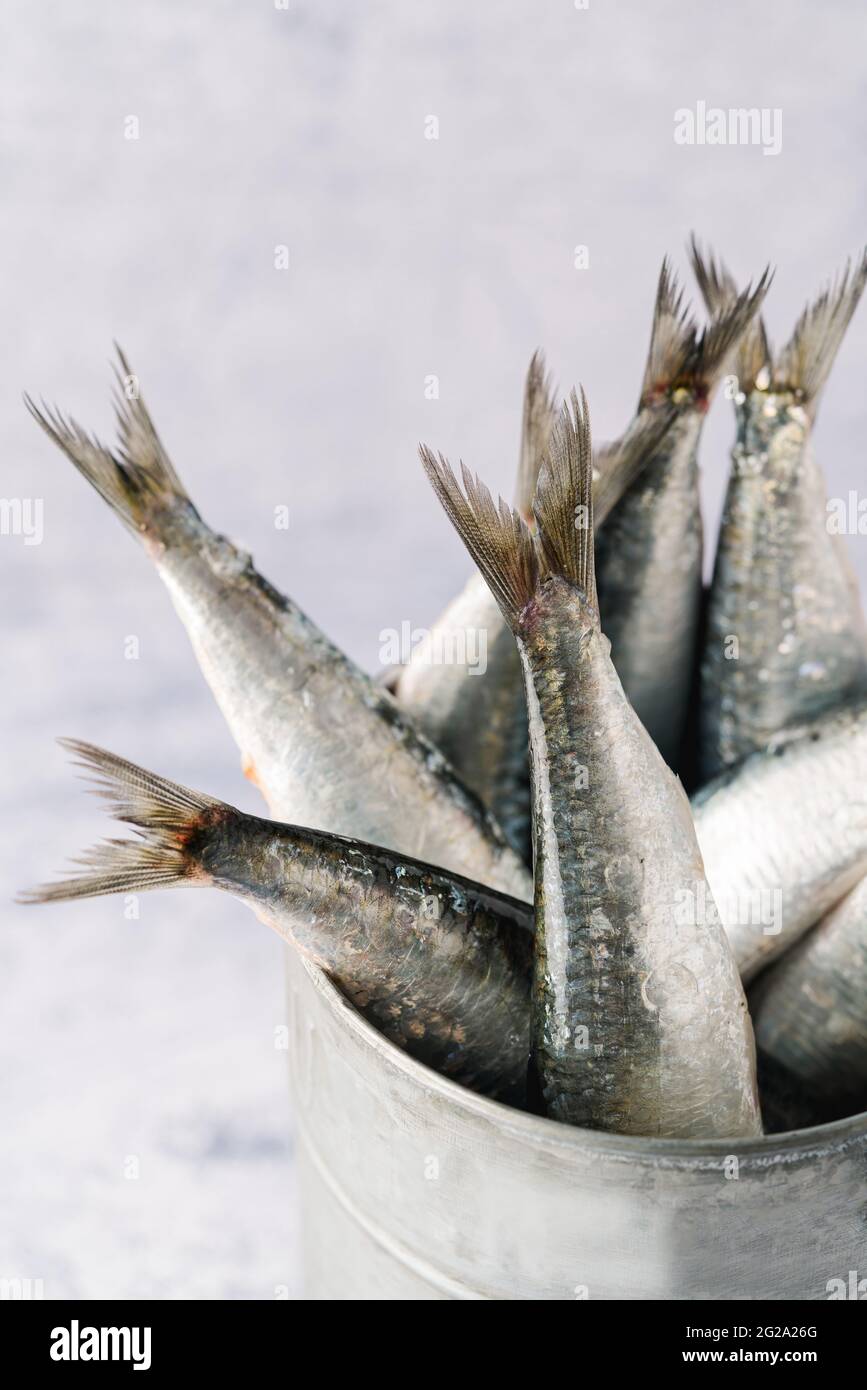 Close up view of several fresh sardines inside a metallic bucket Stock ...