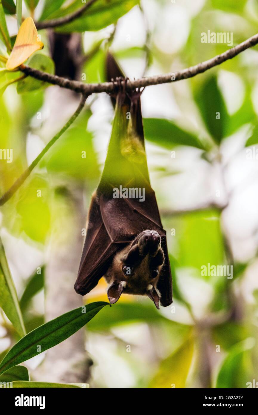 Tropical bat holding on twig hanging from leafy exotic tree in daylight