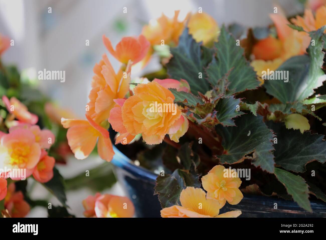 Close up of pale orange and yellow I'Conia Portofino Sunrise Begonia flowers Stock Photo
