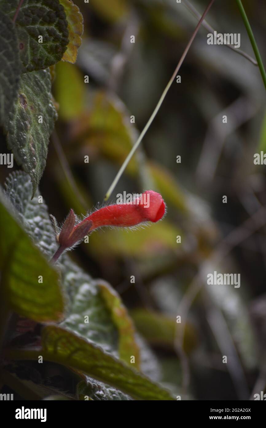 Closeup shot of Kohleria Bogotensis red flower in the garden Stock Photo