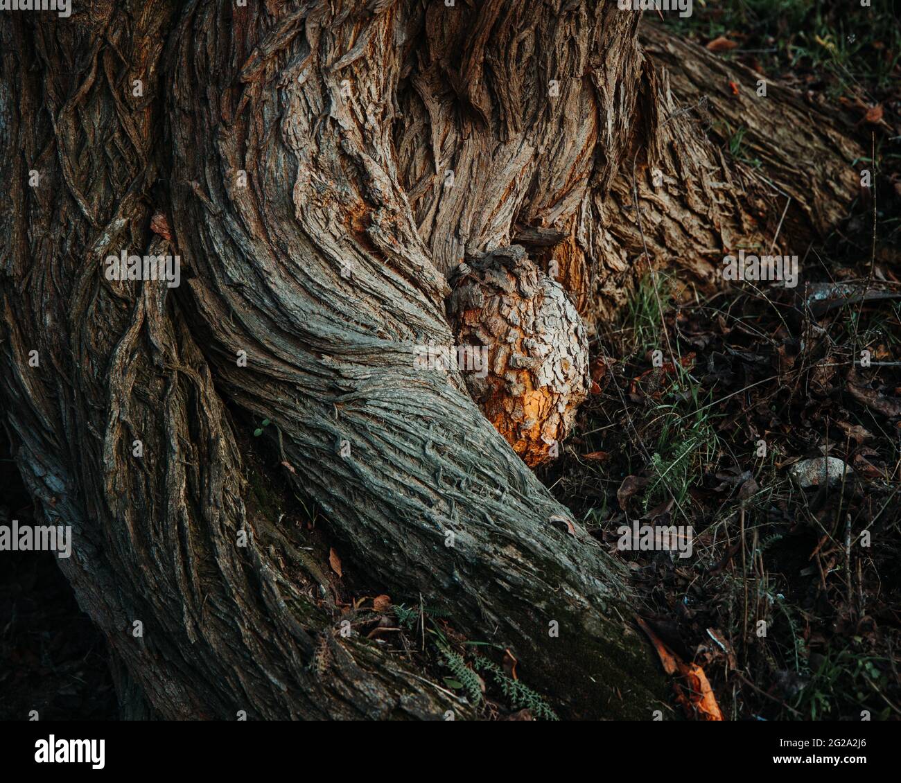 Closeup shot thick roots hi-res stock photography and images - Alamy