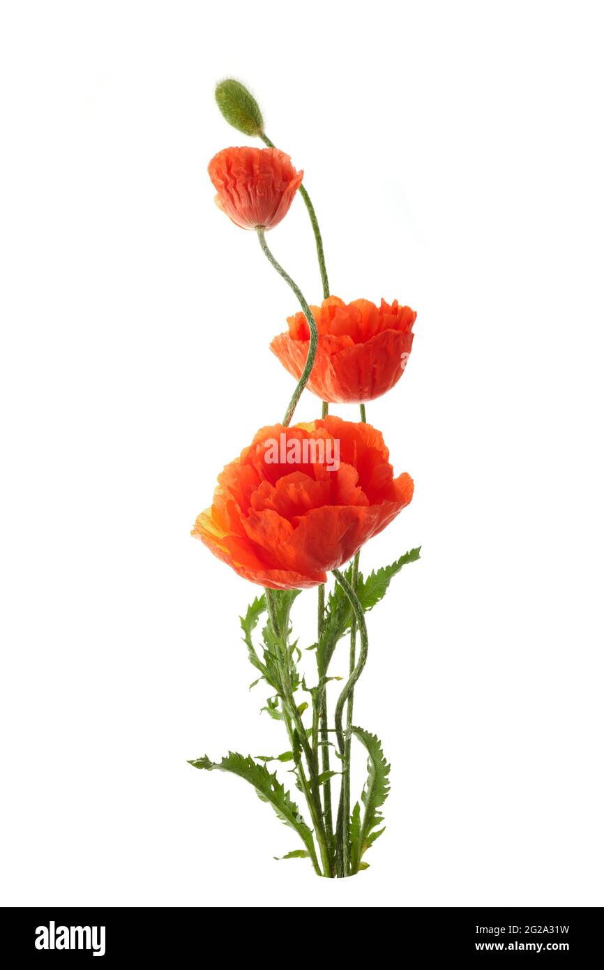 Bright red poppies flowers isolated on white background Stock Photo - Alamy