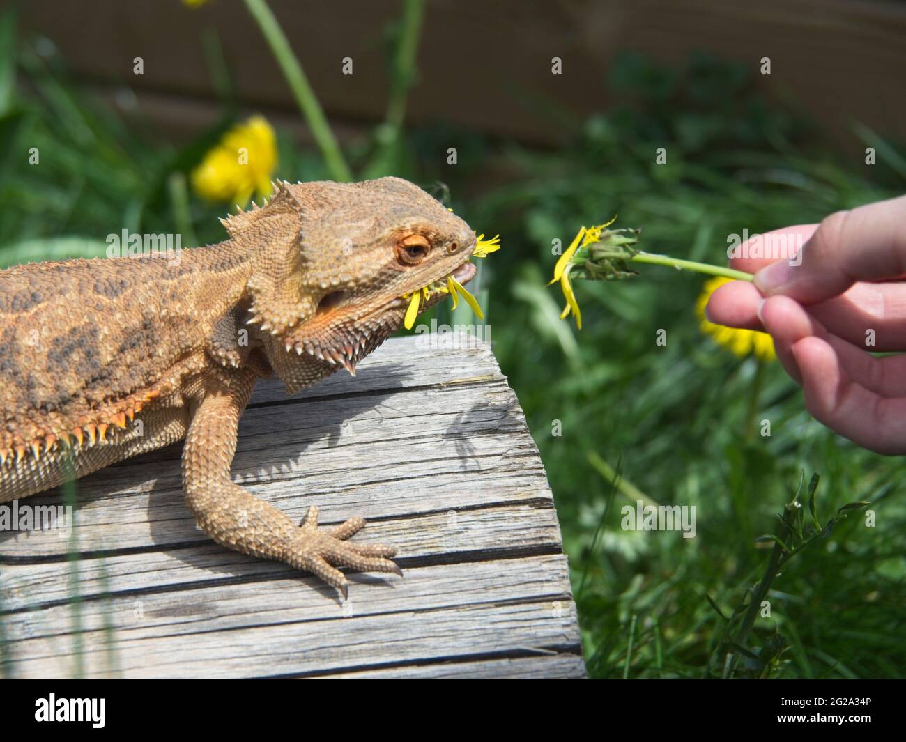 Bearded dragon feeding hires stock photography and images Alamy