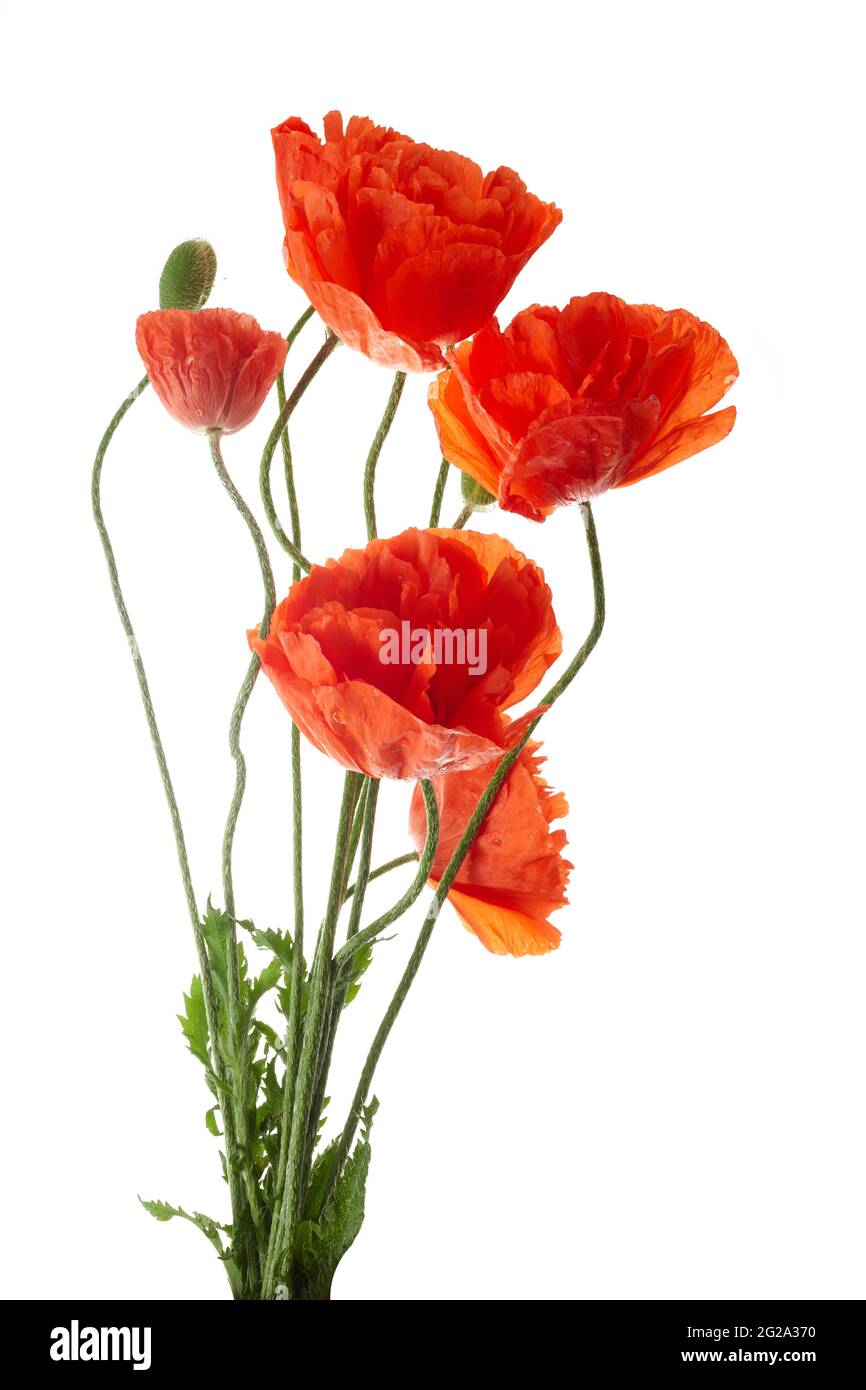 Bright red poppies flowers isolated on white background Stock Photo - Alamy