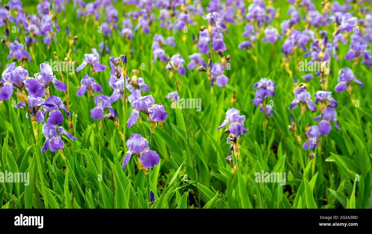 A field of purple flowers with raindrops on the petals. A beautiful plantation of flowers. Florists. Nature background Stock Photo