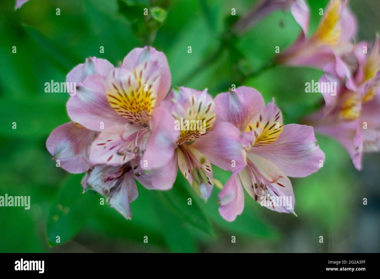 Lily of the Incas, Alstroemeria, commonly called the Peruvian lily or lily of the Incas, is a genus of flowering plants in the family Alstroemeriaceae Stock Photo