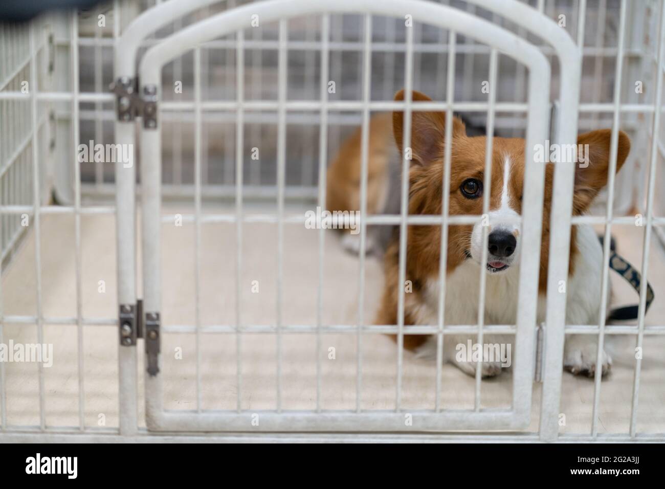 dog cage camera