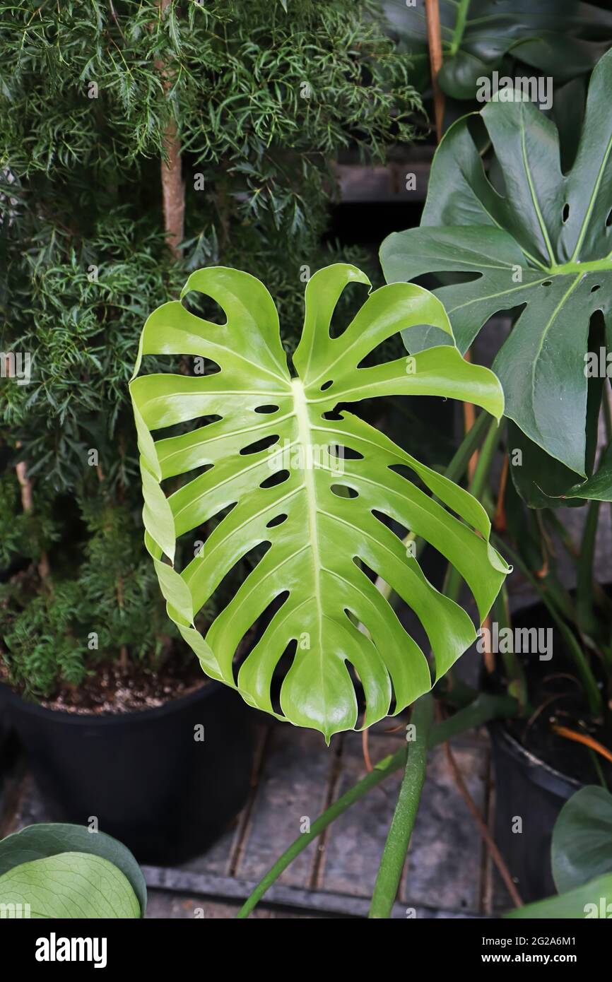 Closeup of the leaves on a swiss cheese monstera plant Stock Photo Alamy