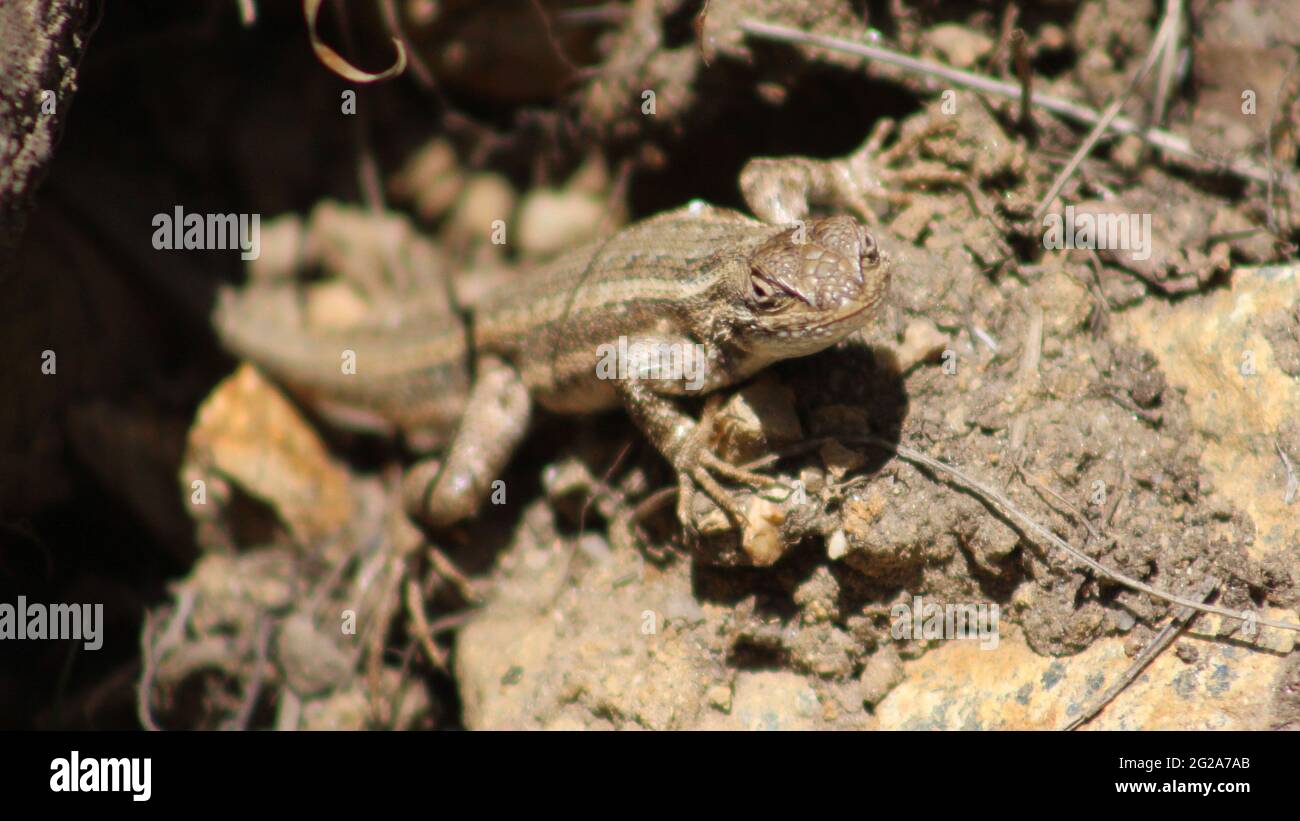 Hide & Seek Lizard Stock Photo