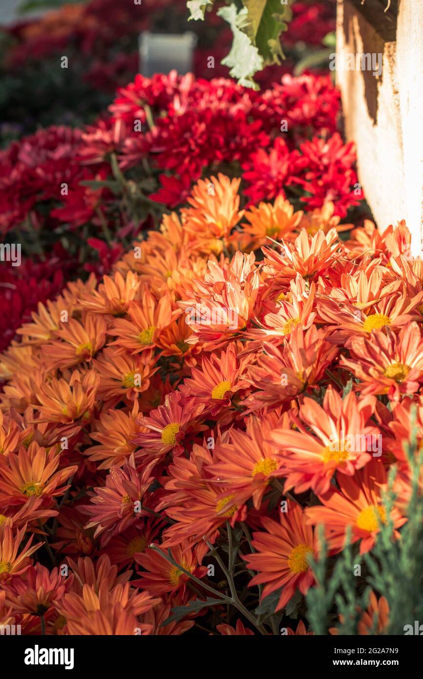 Orange and red chrysanthemum in bloom Stock Photo - Alamy
