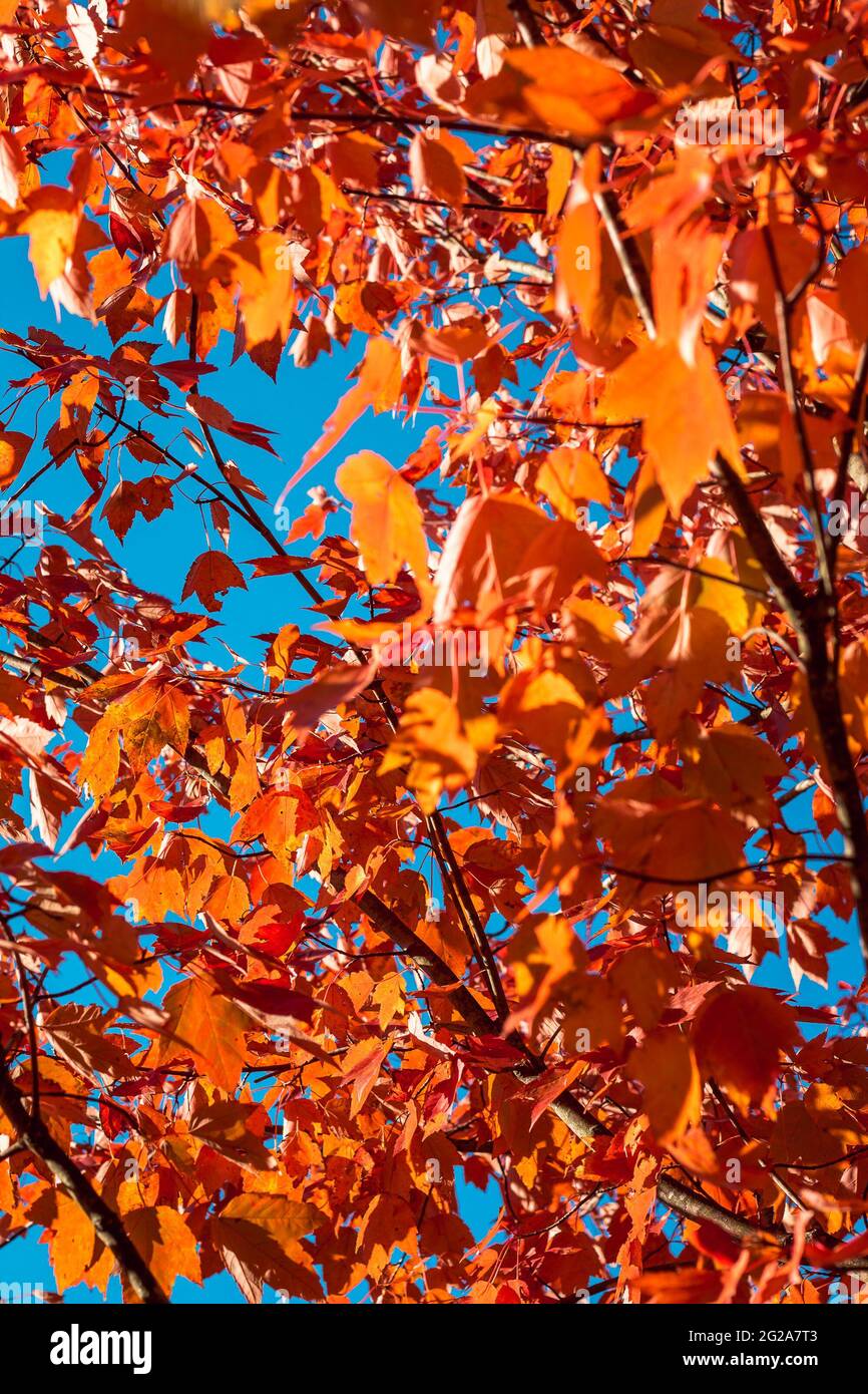 Orange leaves on a maple tree in the fall Stock Photo - Alamy