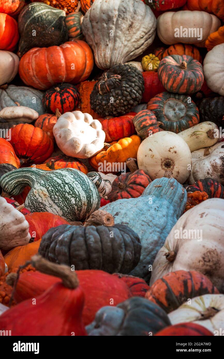 Pile of pumpkins from a pumpkin patch Stock Photo - Alamy
