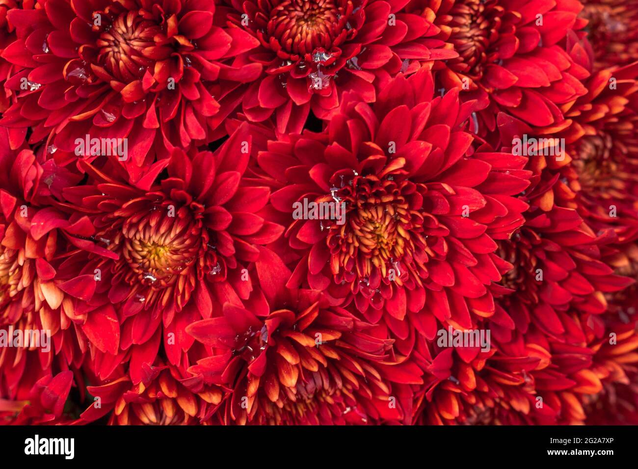 Red chrysanthemums in gardening hi-res stock photography and images - Alamy