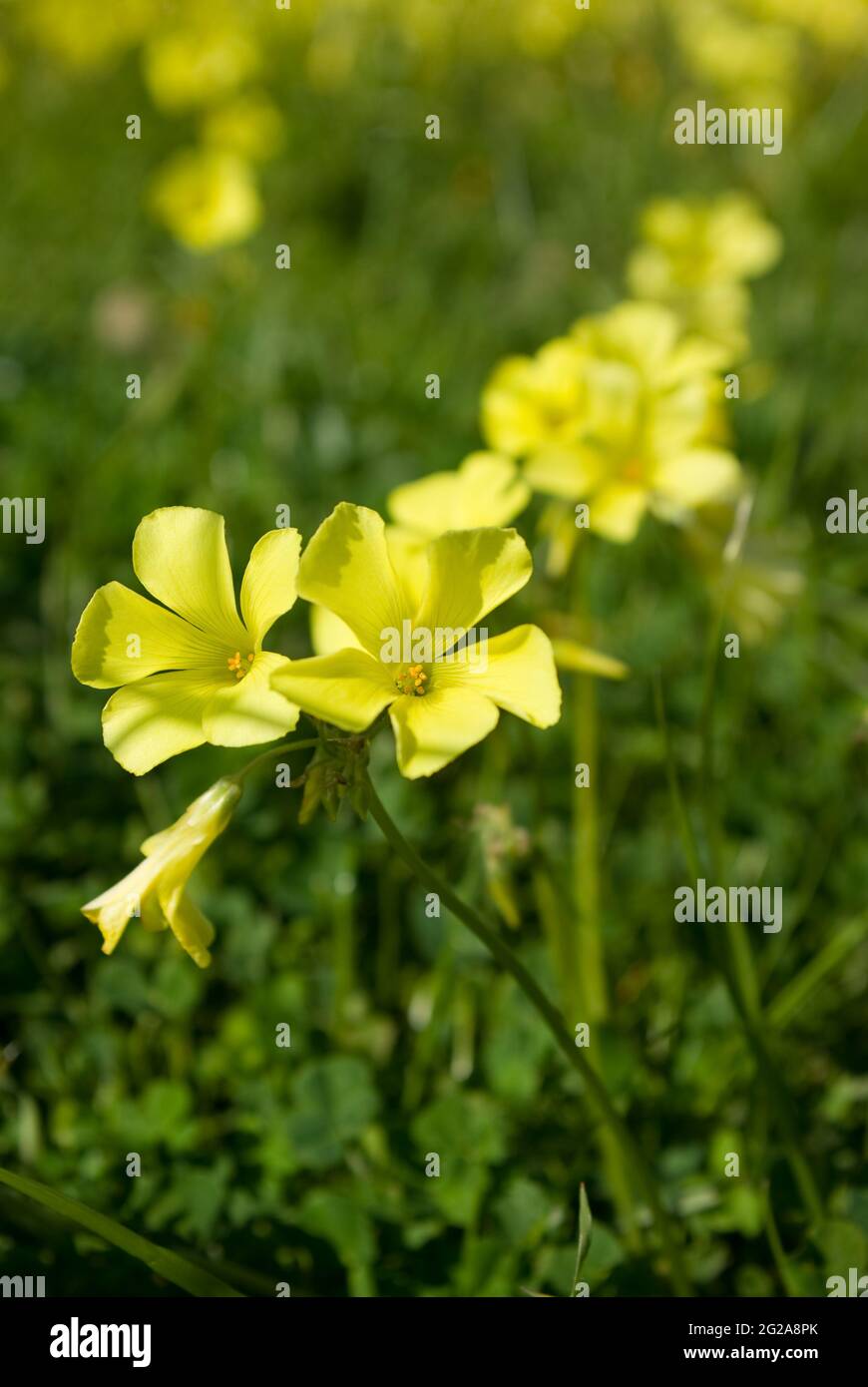yellow flowers of clover in a lawn Stock Photo Alamy