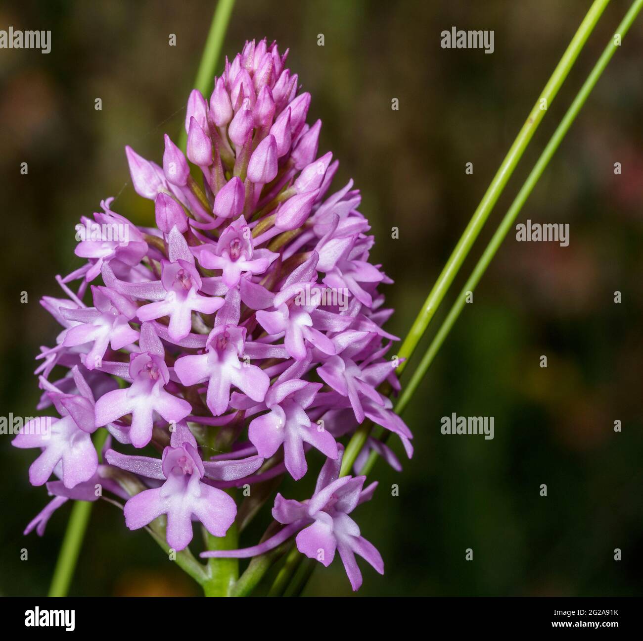 The pyramidal orchid Stock Photo