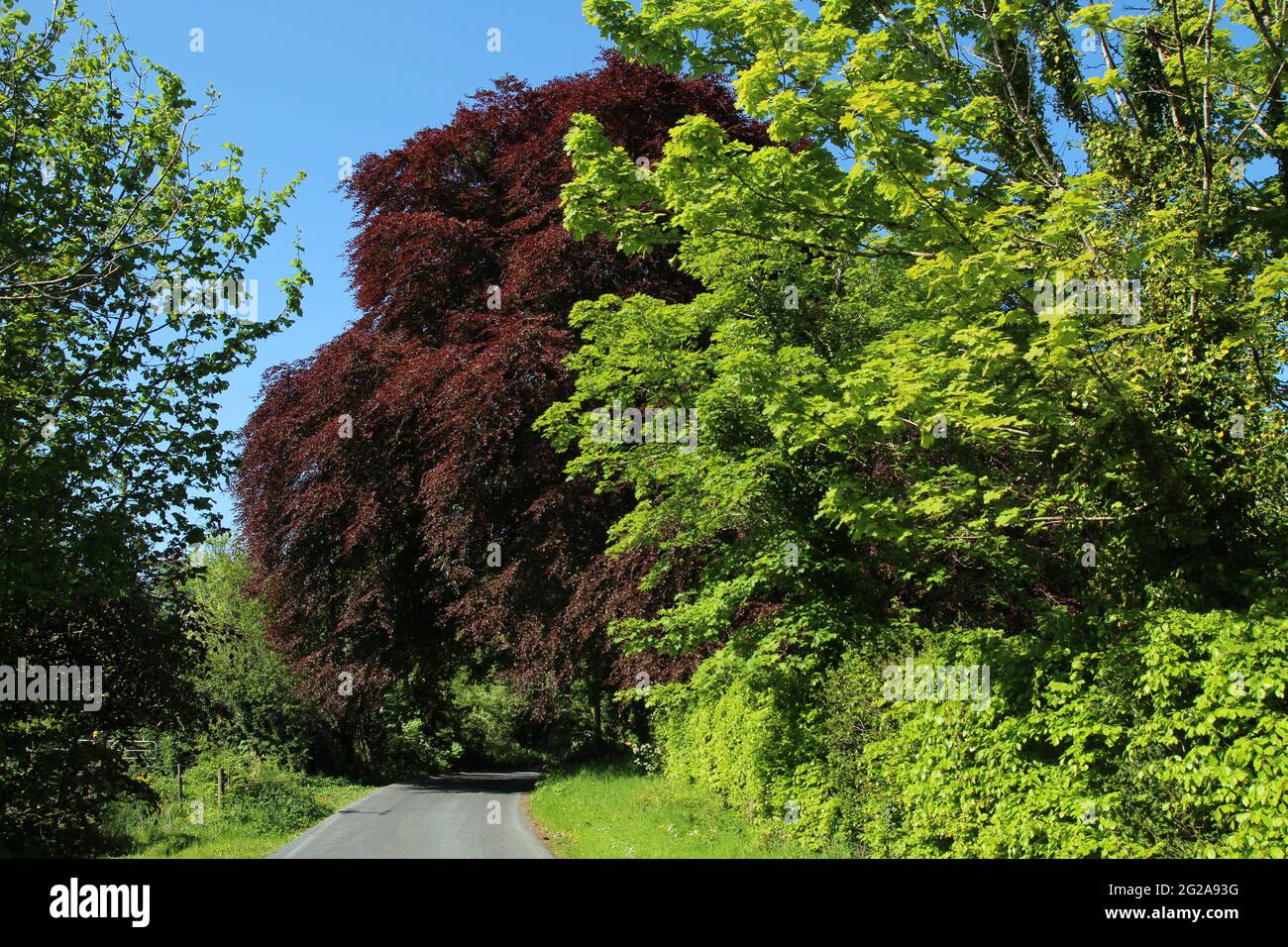 Rural road in County Leitrim, Ireland in early summertime featuring lush greenery with copper beech tree canopy over road against backdrop of blue sky Stock Photo