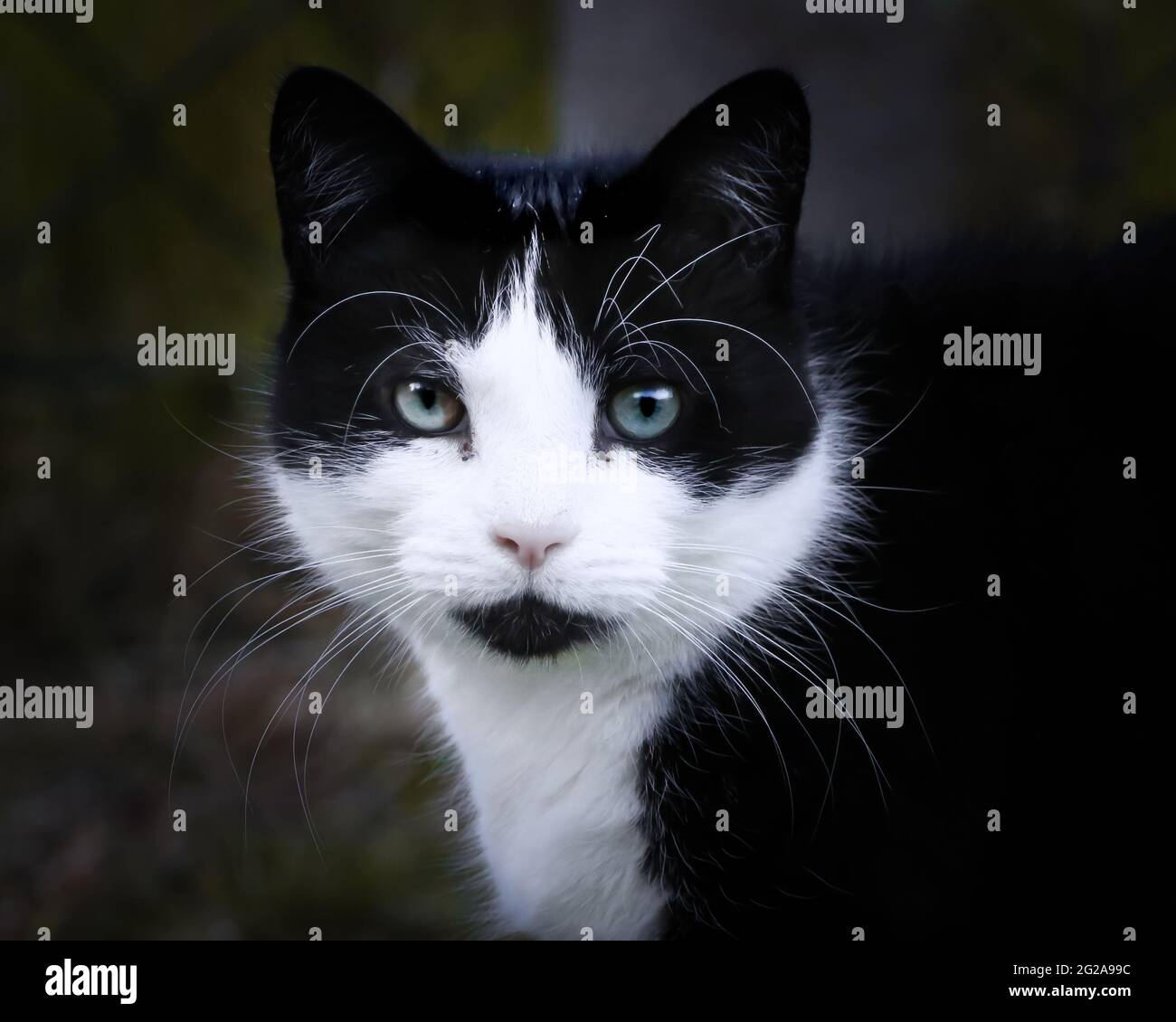 portrait of a single black and white cats looking at the camera Stock ...