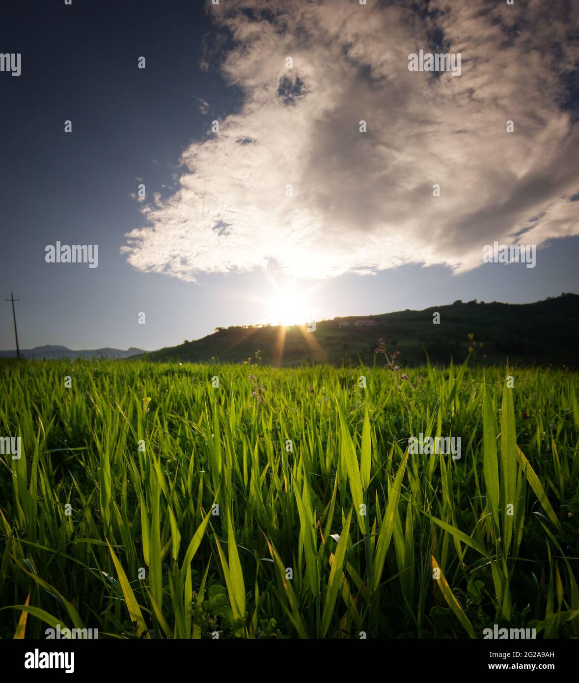 farm landscape field of blades of grass Stock Photo Alamy