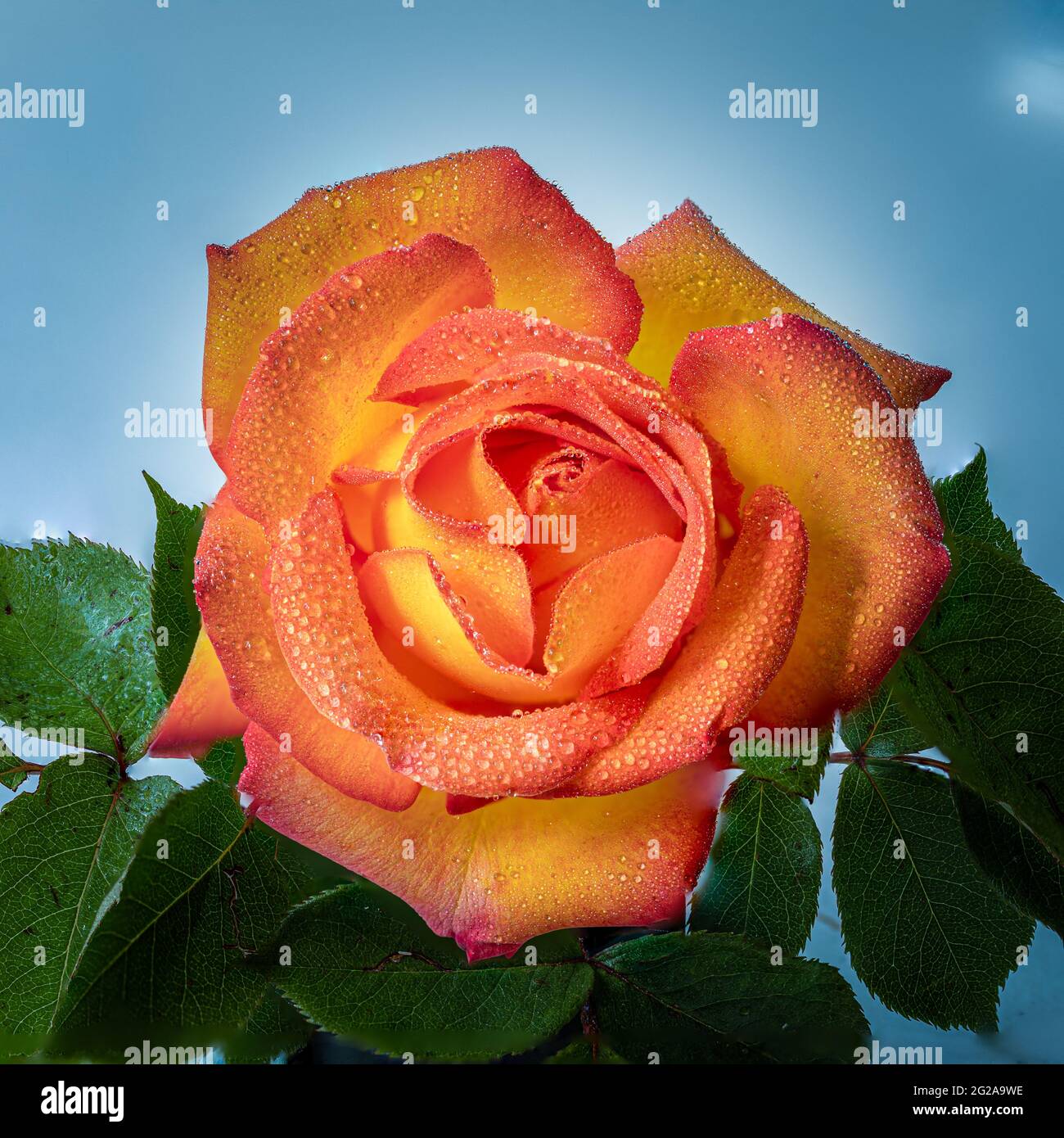 https://c8.alamy.com/comp/2G2A9WE/single-orange-rose-in-full-bloom-2G2A9WE.jpg