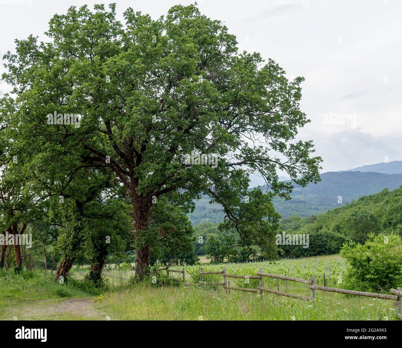 Summer country road big tree hi-res stock photography and images - Alamy