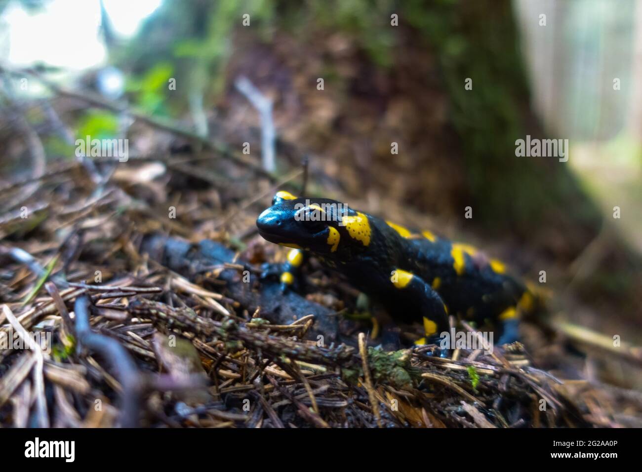 fire salamander crawls over needles from the trees in the forest Stock Photo