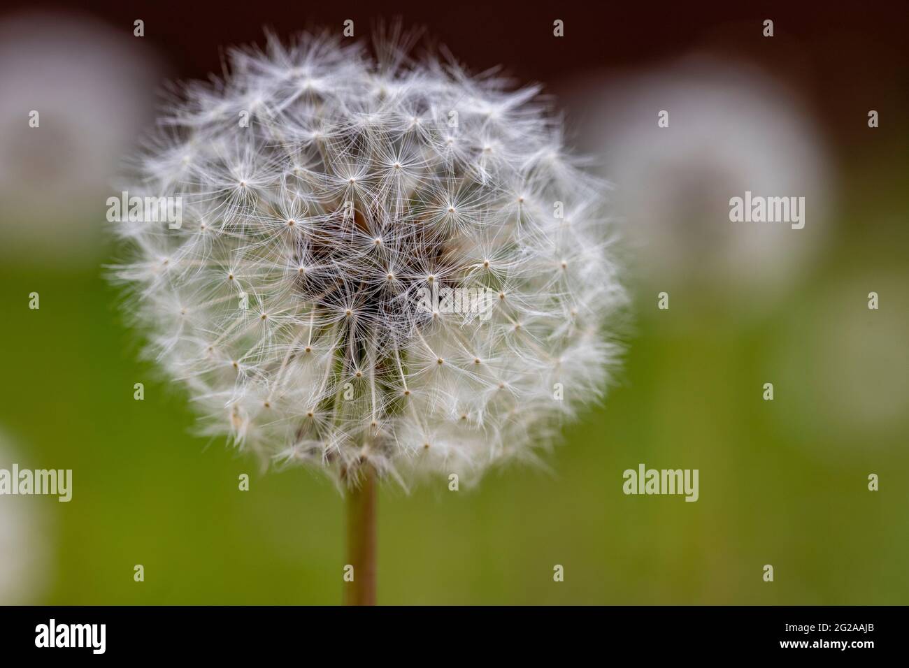 Dandelion growing in the meadow. A plant whose seeds are carried by the wind. Spring season. Stock Photo