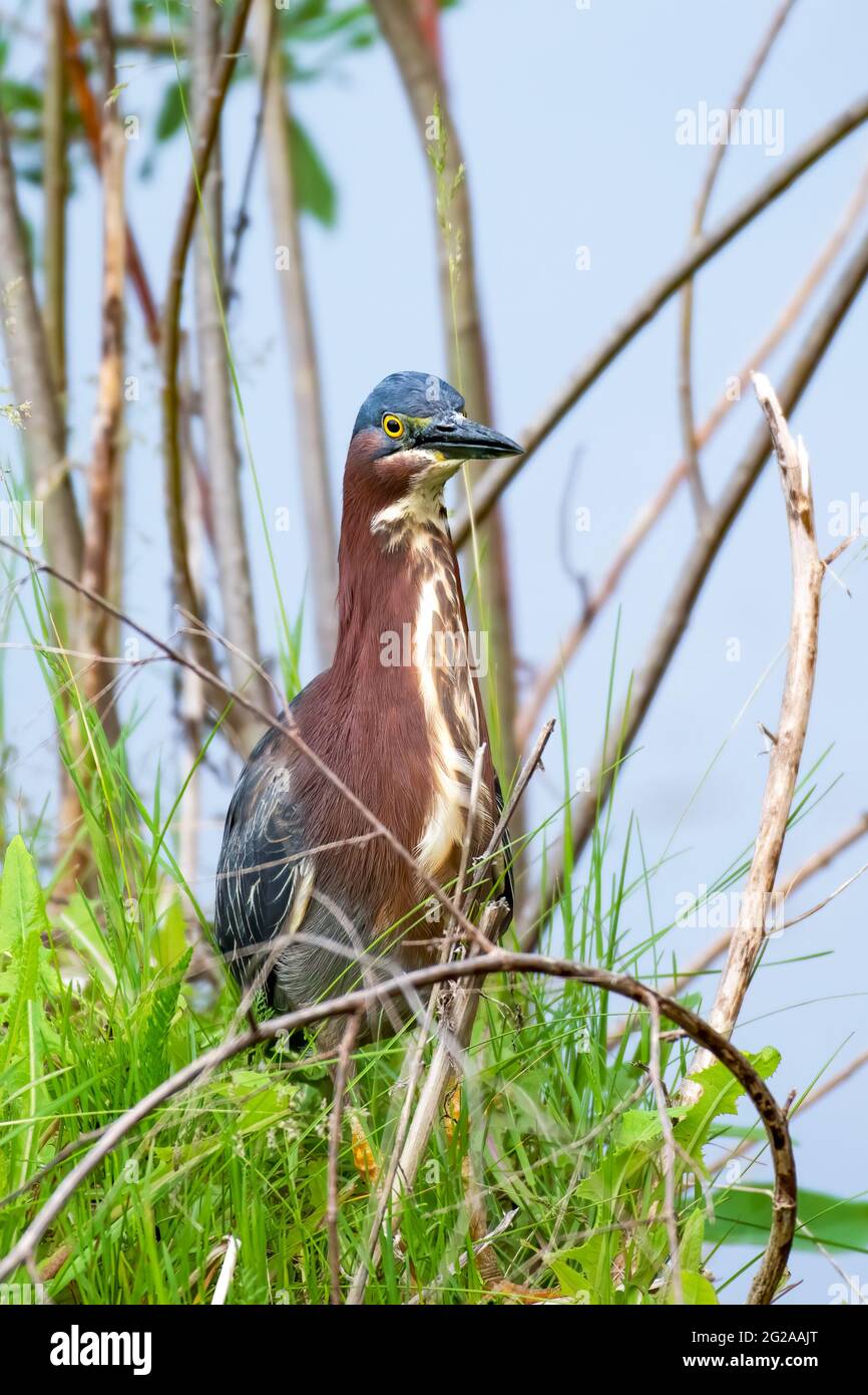 Green heron looking at the camera while fishing in a pond Stock Photo