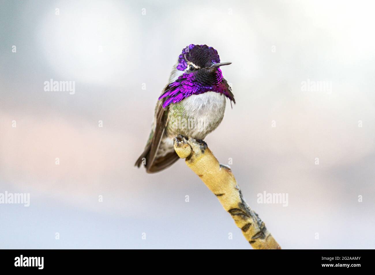 Colorful male Costa’s hummingbird with vibrant, iridescent purple cap and gorget stands on the tip of a single branch and looks at the camera. Stock Photo