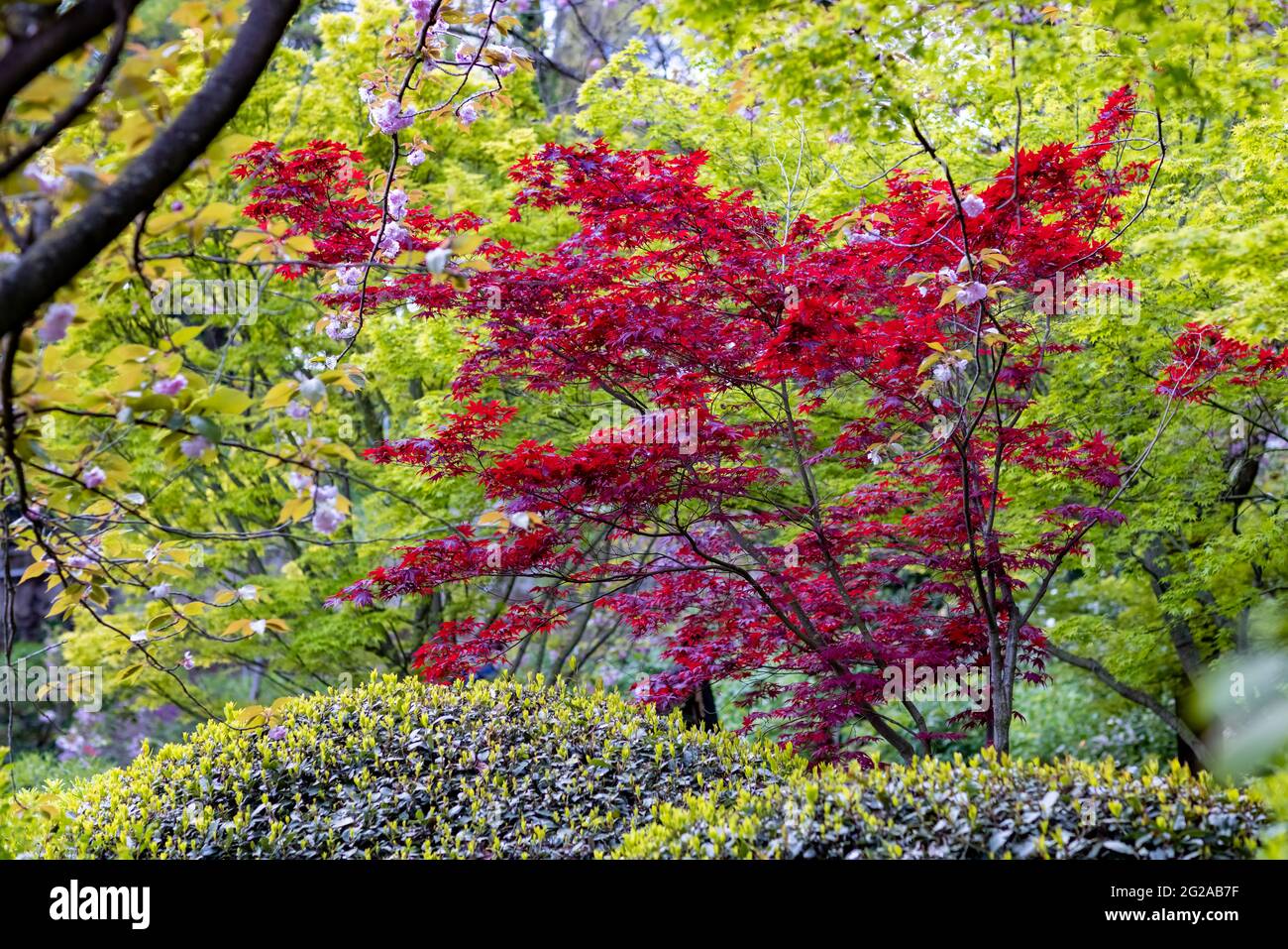 Red and green Maple with some Cherry flowers in the Japanese garden inside the Botanical Garden of Rome, Italy Stock Photo