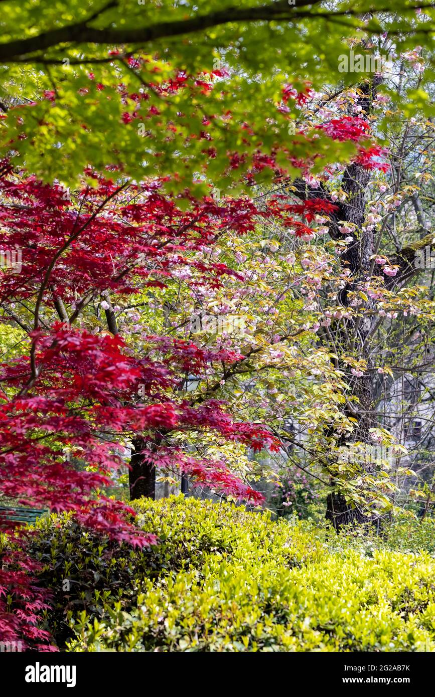 Red and green Maple with some Cherry trees in the Japanese garden inside the Botanical Garden of Rome, Italy Stock Photo