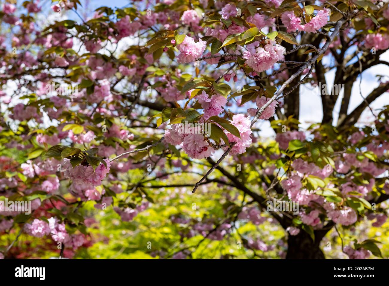 The flowering of a cherry tree in the Japanese Garden inside the Botanical Garden of Rome, Italy Stock Photo
