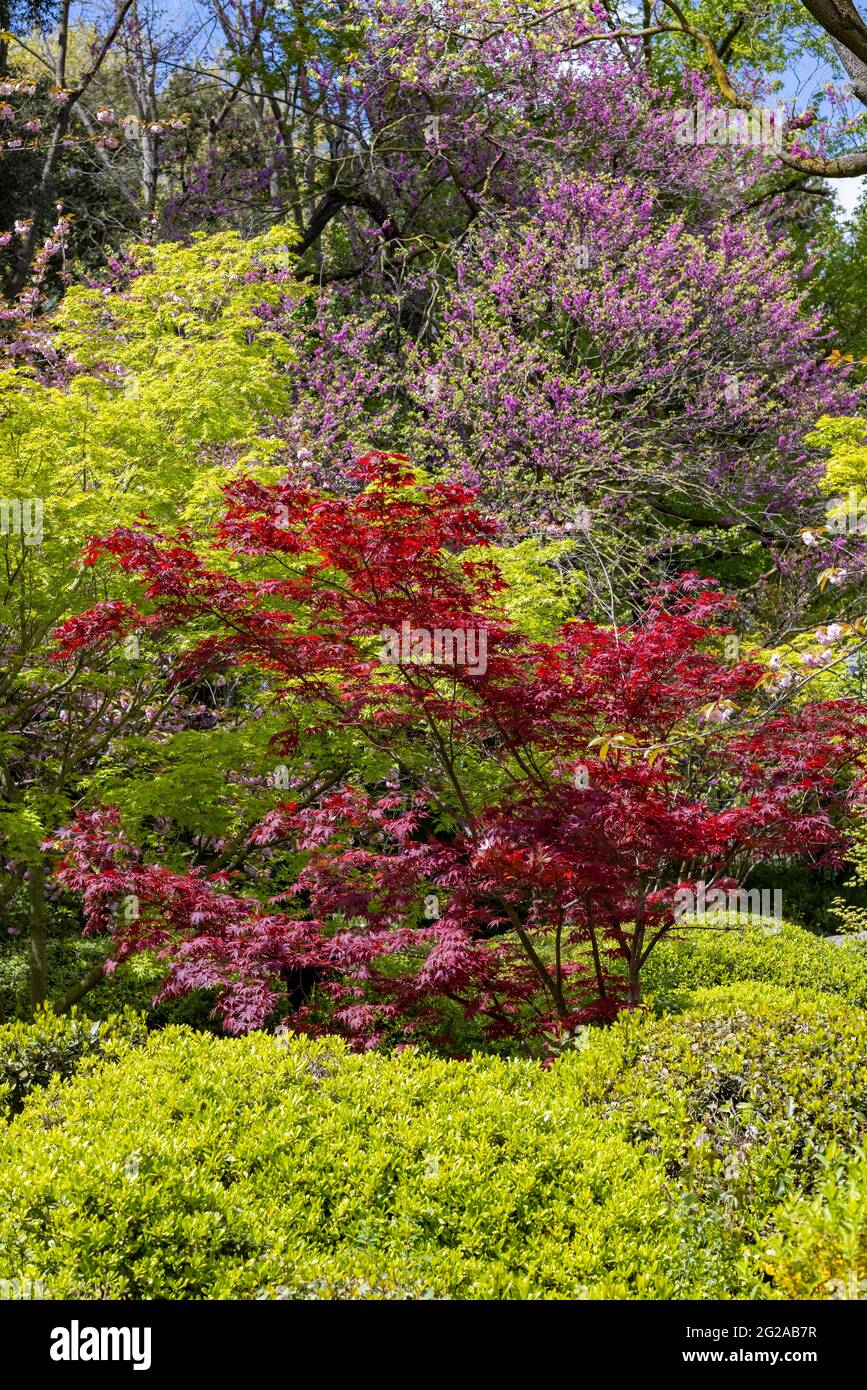 Red and green Maple with some Cherry trees in the Japanese garden inside the Botanical Garden of Rome, Italy Stock Photo