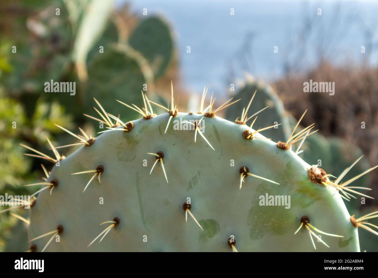 Close-up of prickly pear cactus growing in Greece. Sharp needles on green big leaves in sun. South Europe wild flora Stock Photo