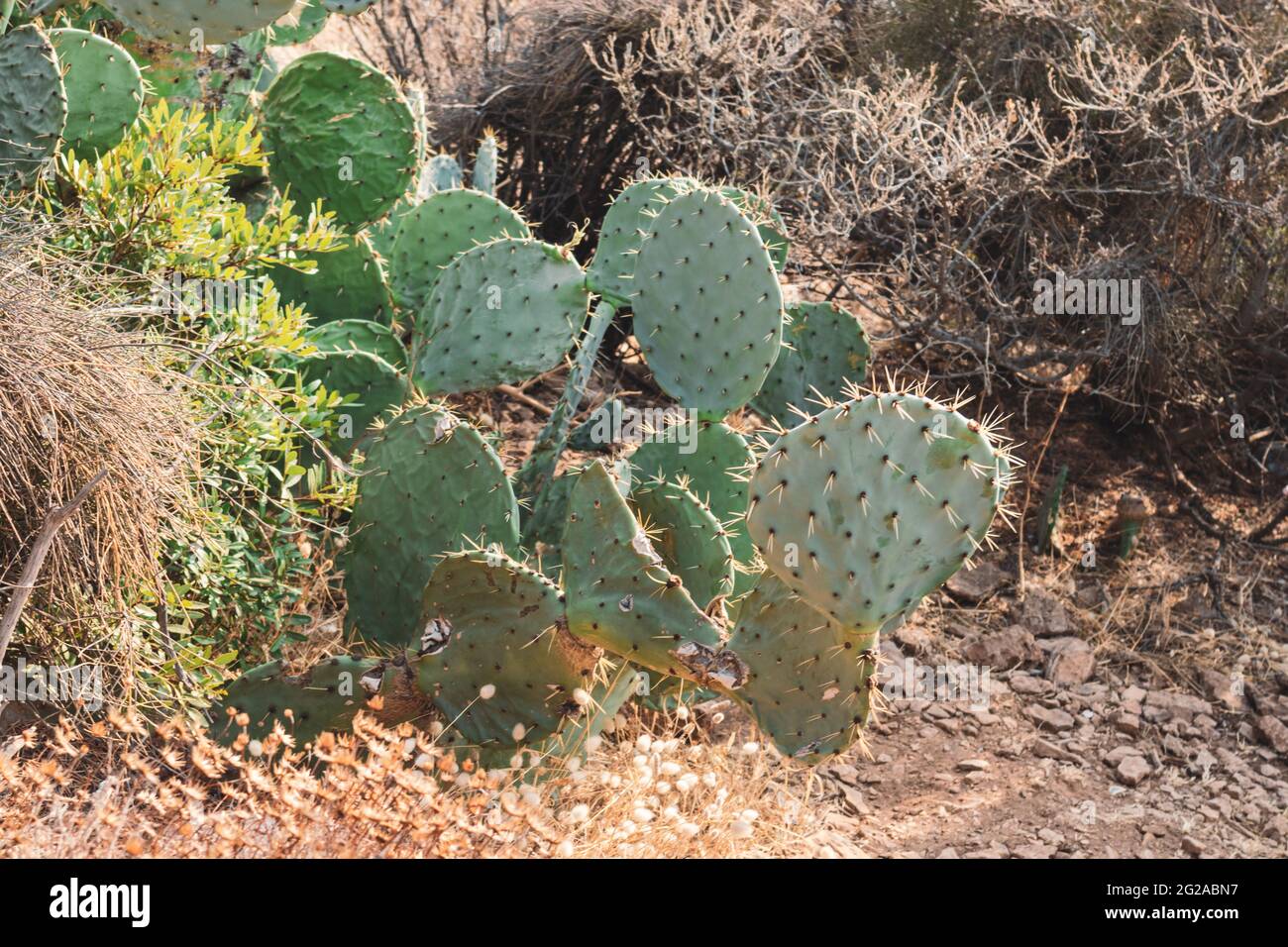 Close-up of prickly pear cactus growing in dry bush in Greece. Sharp needles on green big leaves in sun. South Europe wild flora Stock Photo