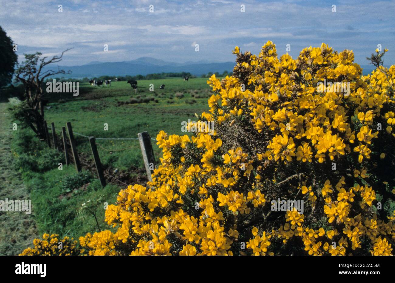 Genista shrubs next to grazing lands in the Scottish Lowlands Stock