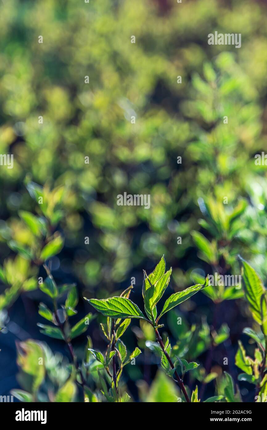 garden plant with green leaves close up Stock Photo - Alamy