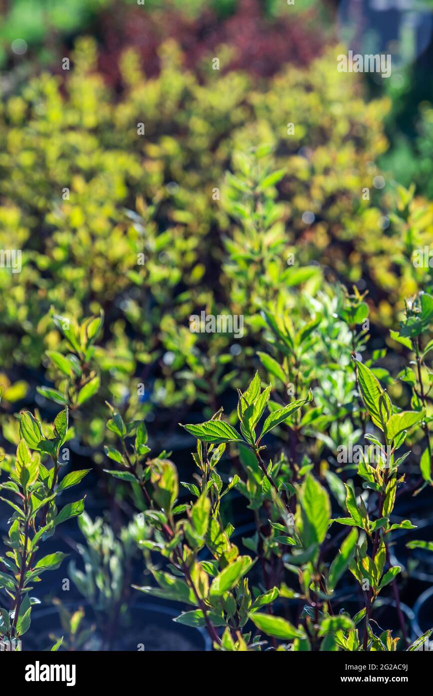 garden plant with green leaves close up Stock Photo - Alamy