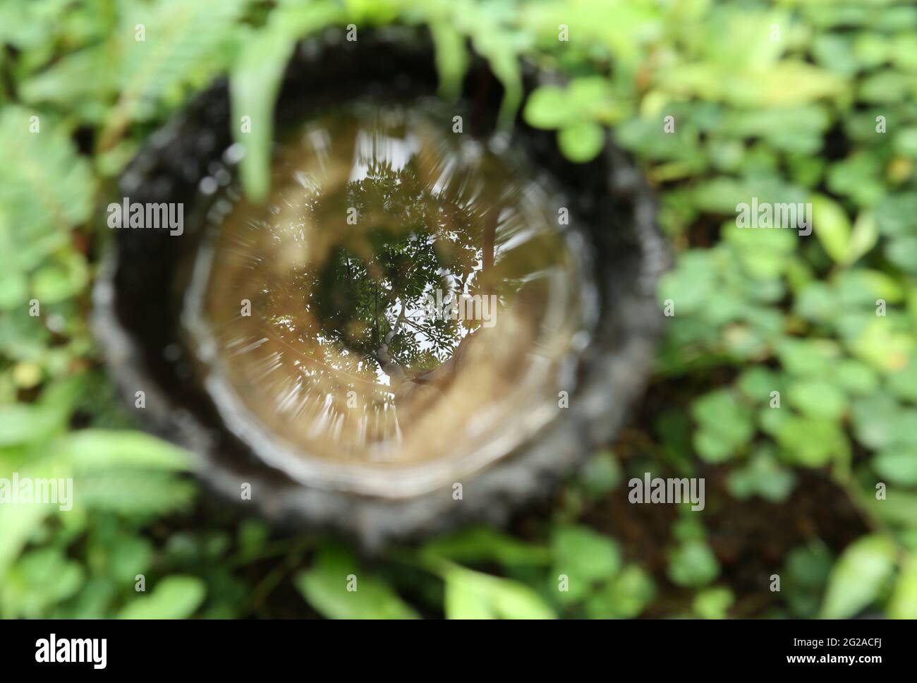 A coconut shell for collecting rubber latex falls at the foot of a rubber tree and reflects the rubber tree and the sky over its rain water Stock Photo